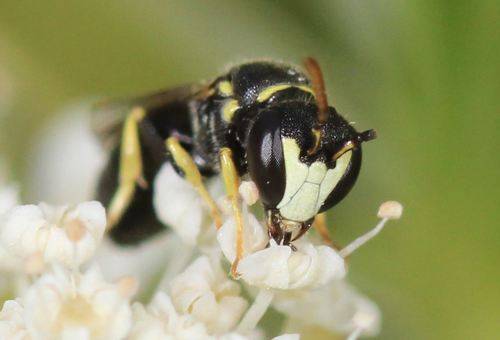 Humble Bee Bio raising $4m as anti-ageing peptide nears market