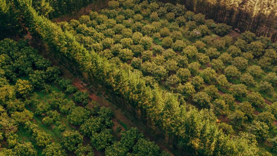 Bumper season for avocado growers, Foodstuffs ruffles feathers