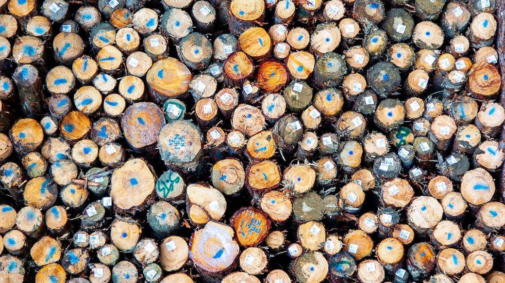 Log prices hit record highs as freight rates jump