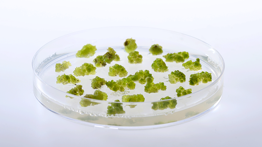Horticulture startup gets funding for lab-grown fruit and nuts