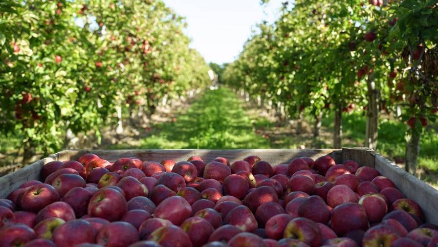Hawke’s Bay reels as financial woes strike more growers - NBR