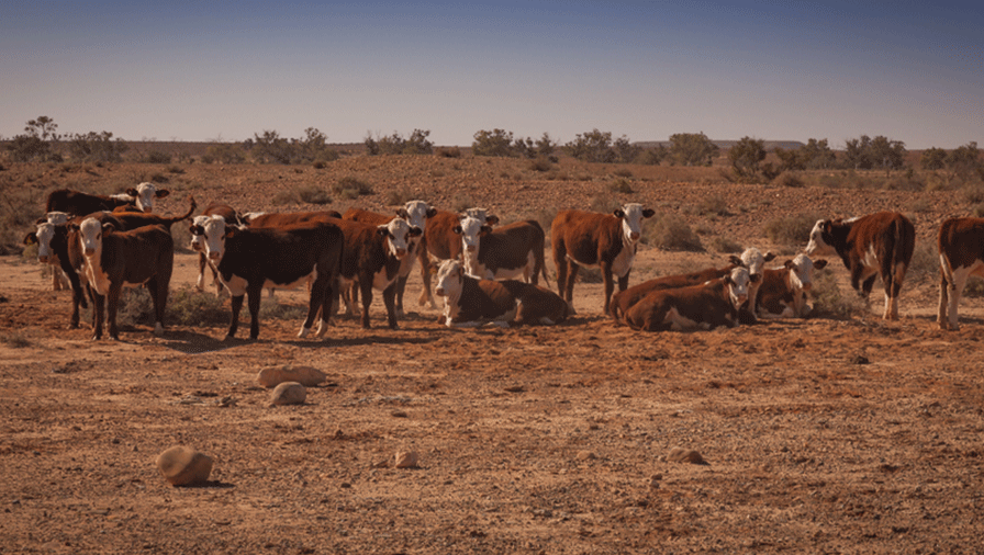What El Niño weather means for NZ investment markets
