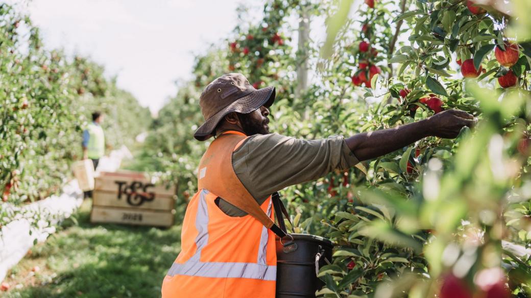 Apples being picked.